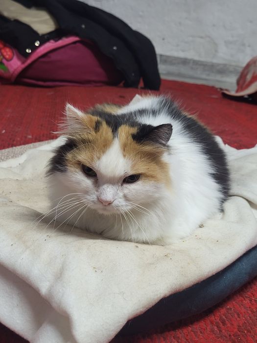 Майя шукає родину