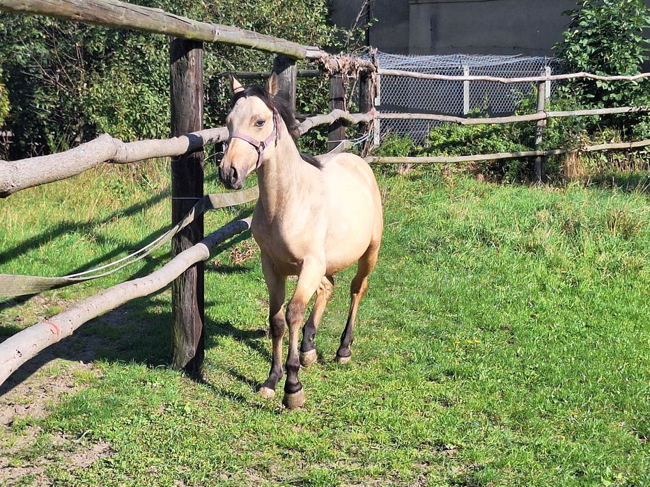 ogierek jelenio-tarantowaty rasa PKS półtoraroczny