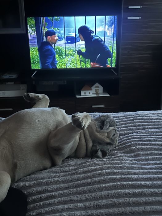 Кобель  Французского бульдога вязка