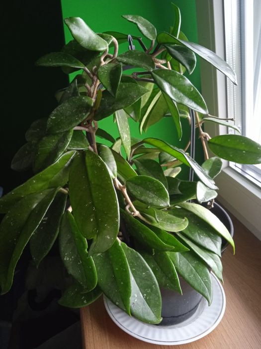 Кімнатні ліани 4в1