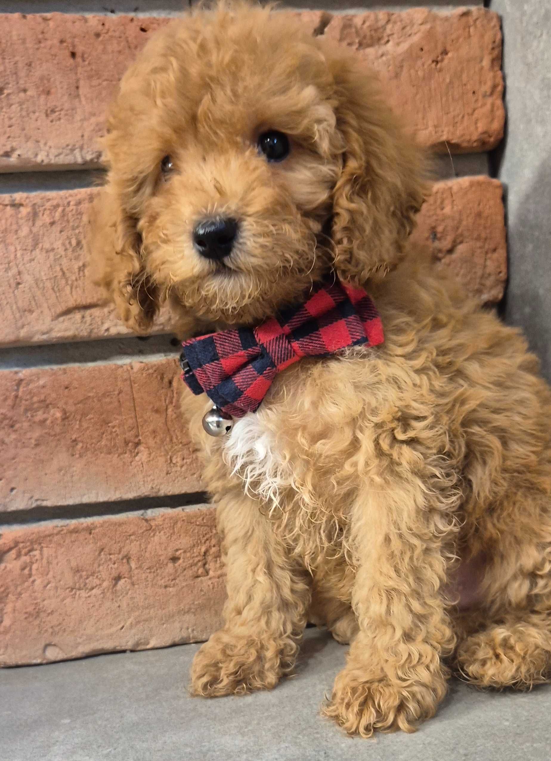 Cockapoo f1b miziasty Chlopczyk do odbioru