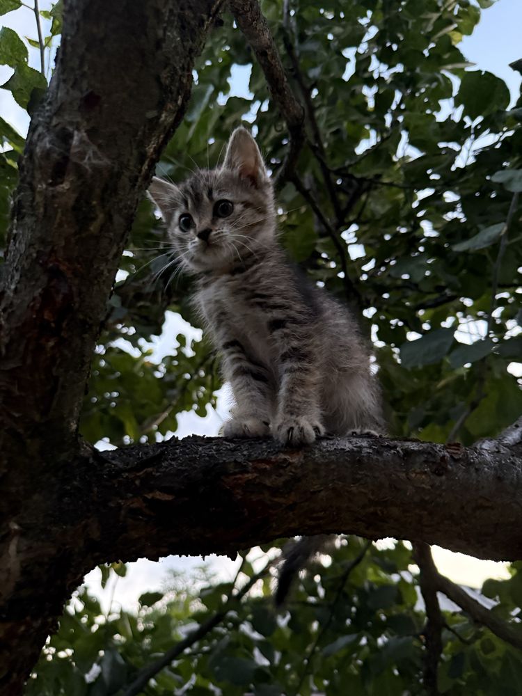 Кошенятко шукає родину. Котики