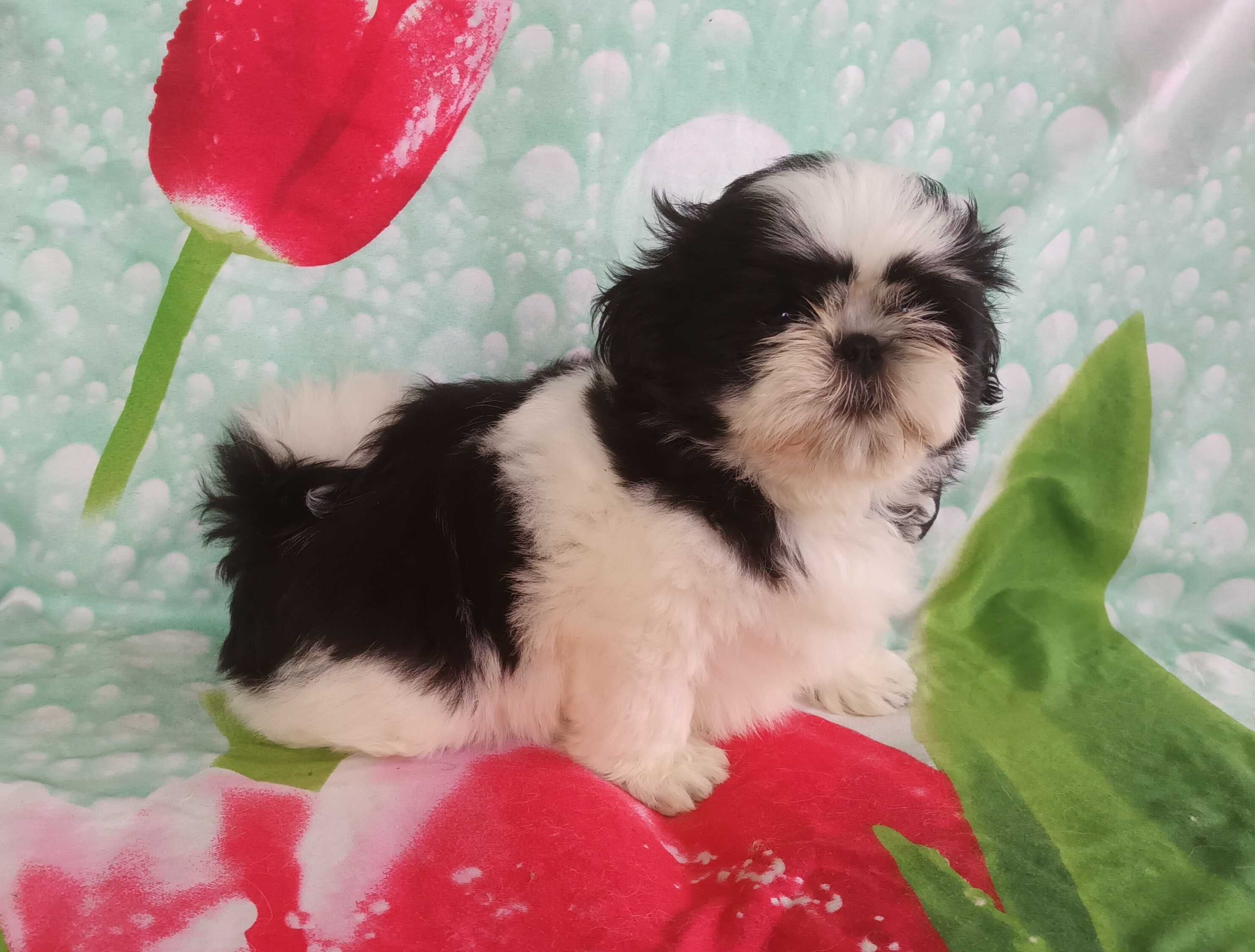Shih Tzu szczeniaczek z rodowodem  SWKIPR