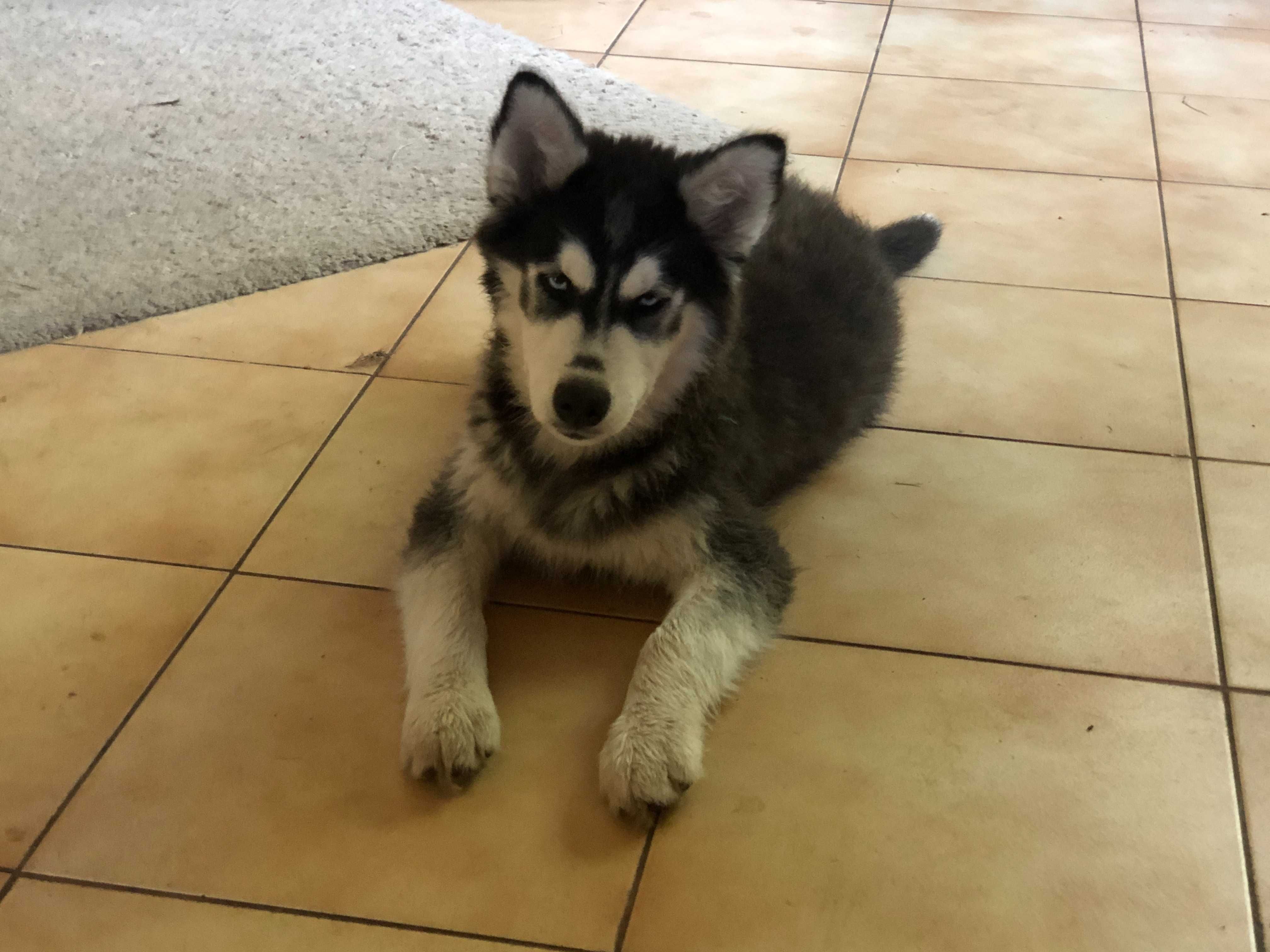 Husky niebieskooki piesek