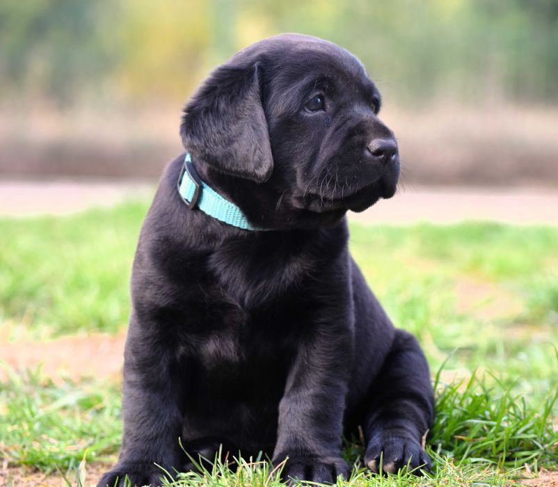 Cudowny szczeniak Labrador Retriever FCI