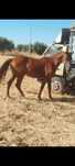 Cavalo com 5 anos capado