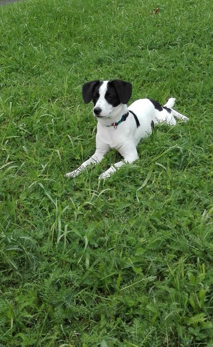 Suczka Tosia do adopcji za darmo