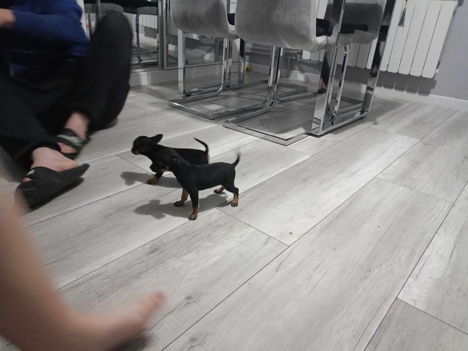 2 suczki pinczerki miniaturowe
