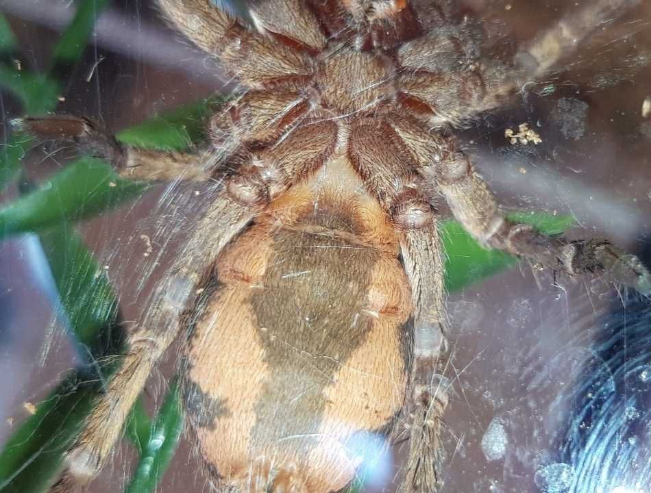 Hapalopus formosus (ex. Colombia gross), 3DC, samica z terrarium.