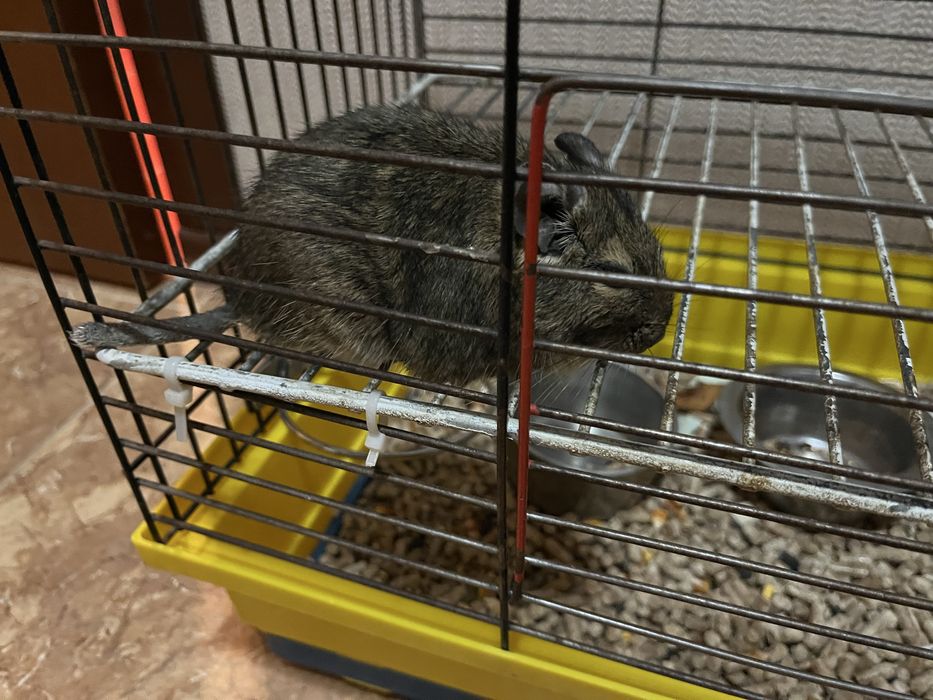 Гризун безкоштовно