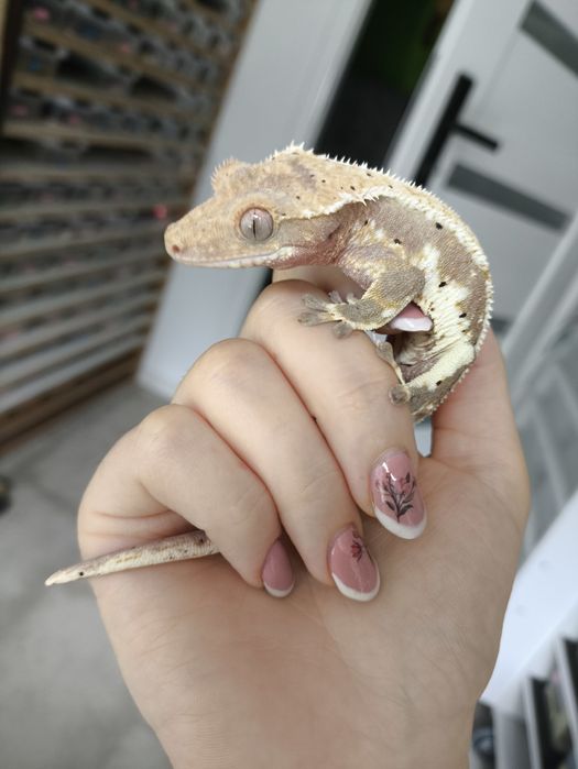 Węże , jaszczurki poszukują nowych domów