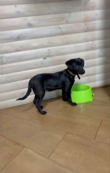 Метис лабрадора. Щенок, девочка, отдается!