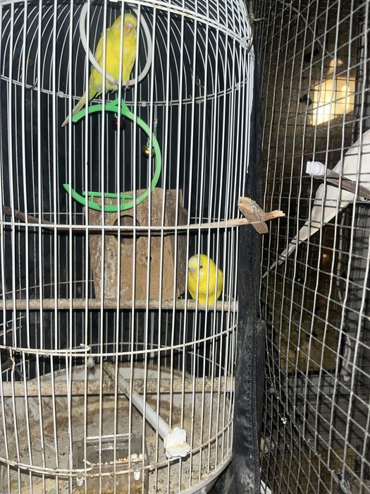 periquitos 4 3 cokateil