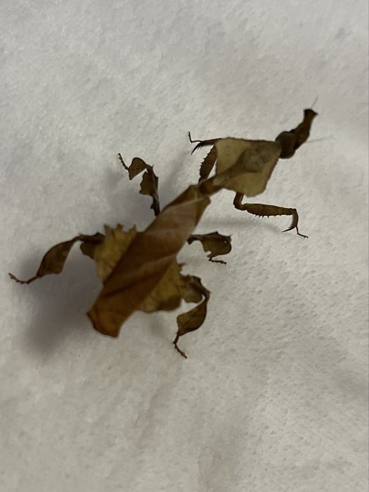 Modliszki liściogłowe (Phyllocrania paradoxa) imago