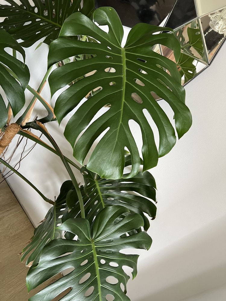 Monstera dziurawa Deliciosa Big Form