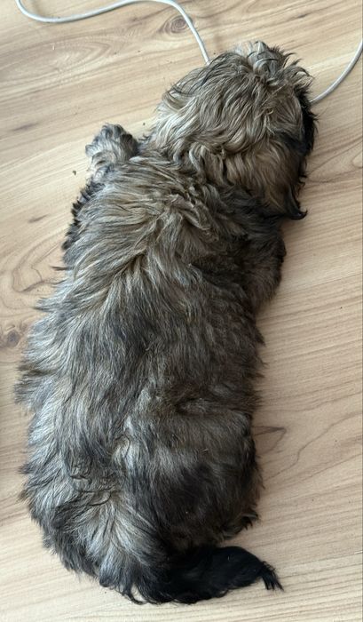 Shih Tzu, Ares z rodowodem