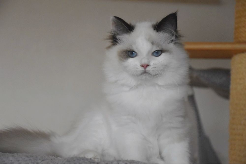 Ragdoll kotka Wiwi z rodowodem FIFe - Seal Bicolor