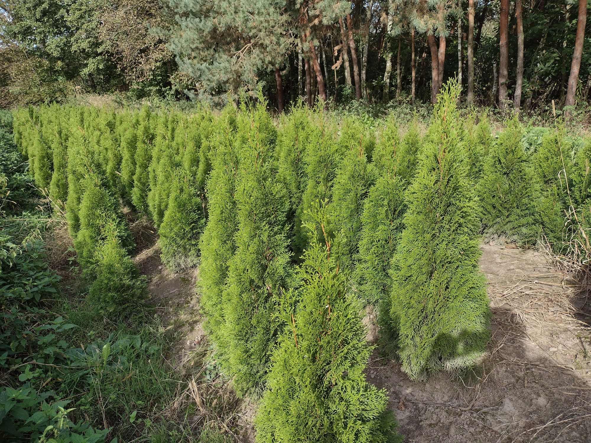 Tuja szmaragd Thuja smaragd tuje żywopłot