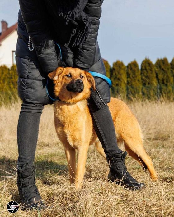 Kochana Pepsi w wieku 10 miesięcy szuka domu