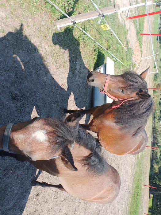 Sprzedam klacz ok 140 cm