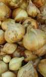 Vendo Batatas, Cebolas e Tremoços Secos Biológicos