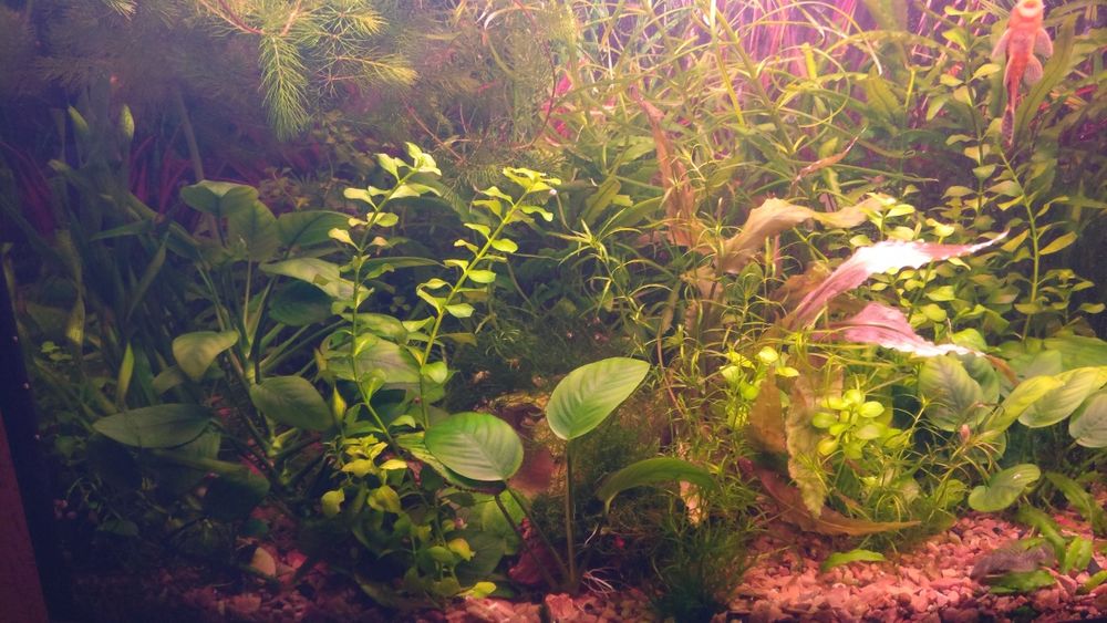 Аквариумные растения
