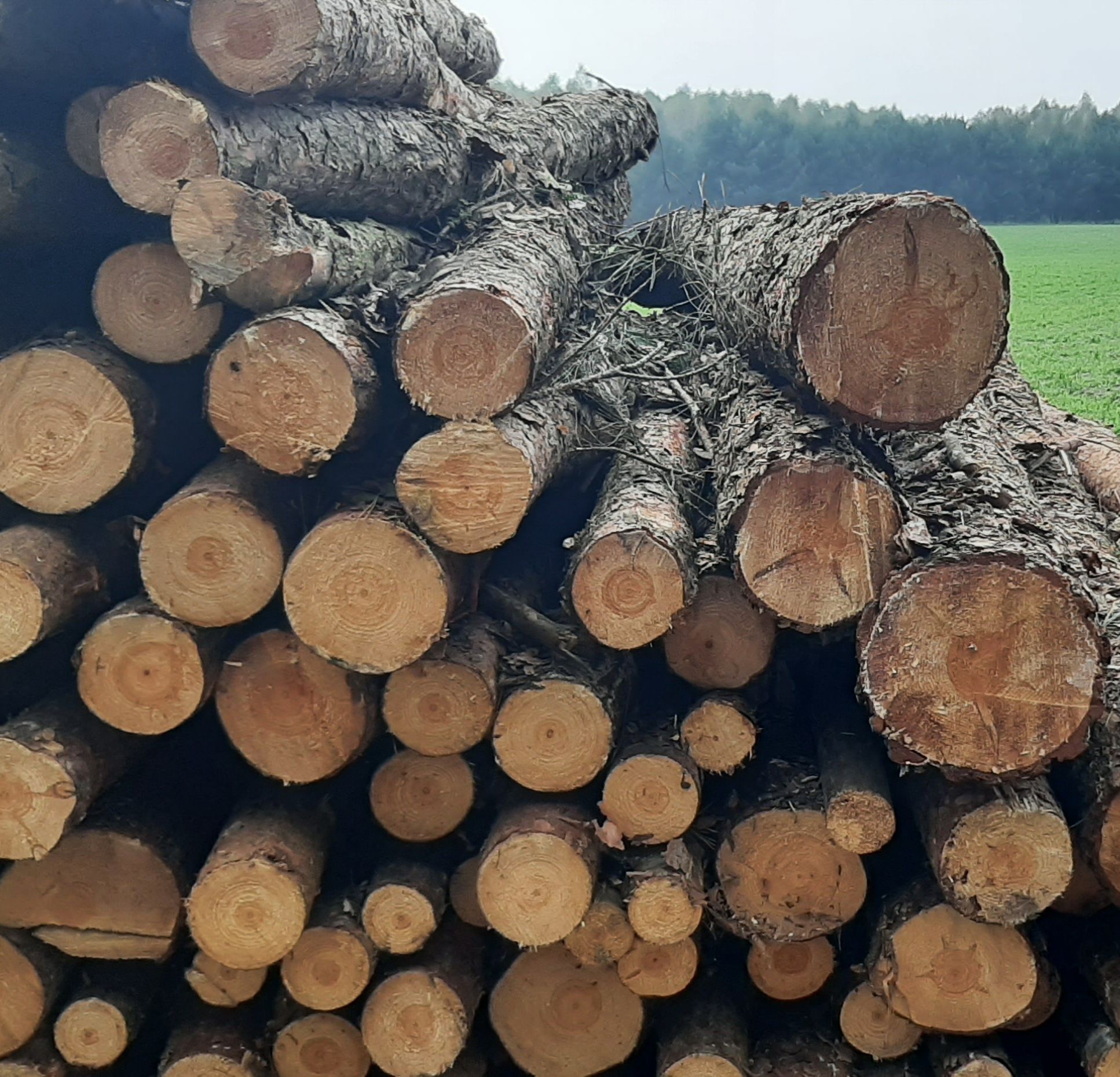 Papierówka z S2A drewno opałowe drzewo sosna buk grab dębina Olszyna