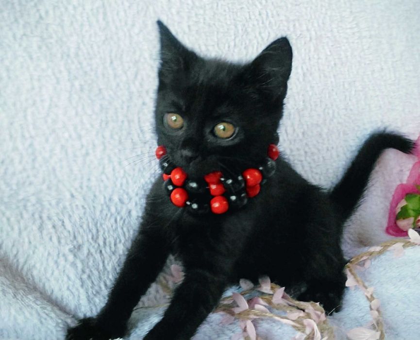 Кошенята шукають маму і тата :)