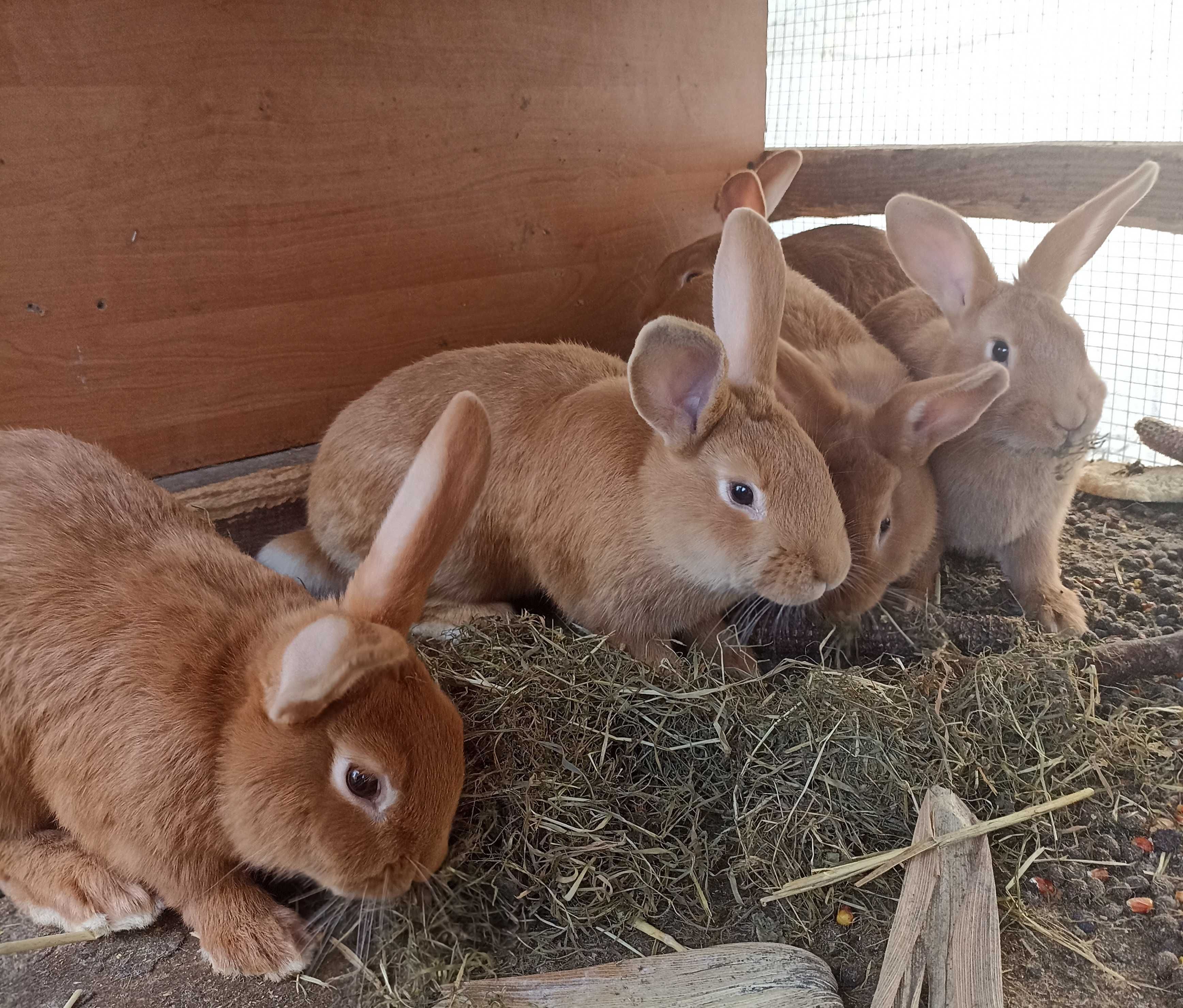 Продам кроликів Бургундської породи на плем'я