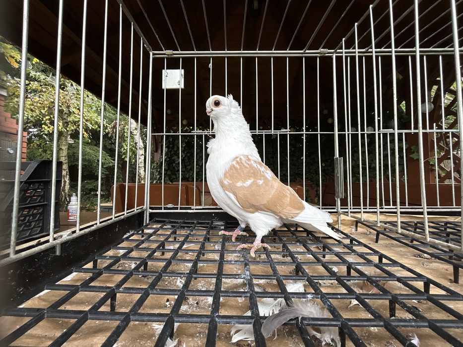 Gołębie ozdobne. Mewka polska samczyk 2024r.