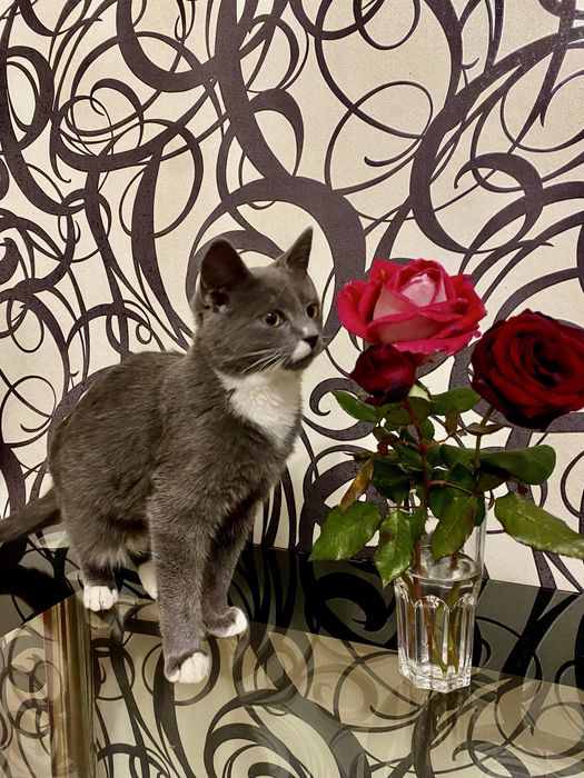 Котик шукає люблячу родину!