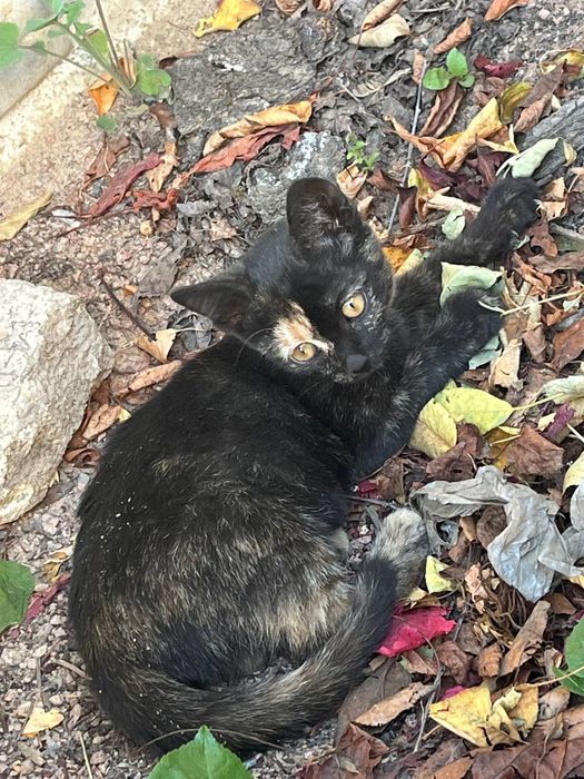 Котята в добрі руки