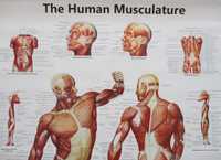 Poster de Medicina Musculos do corpo humano