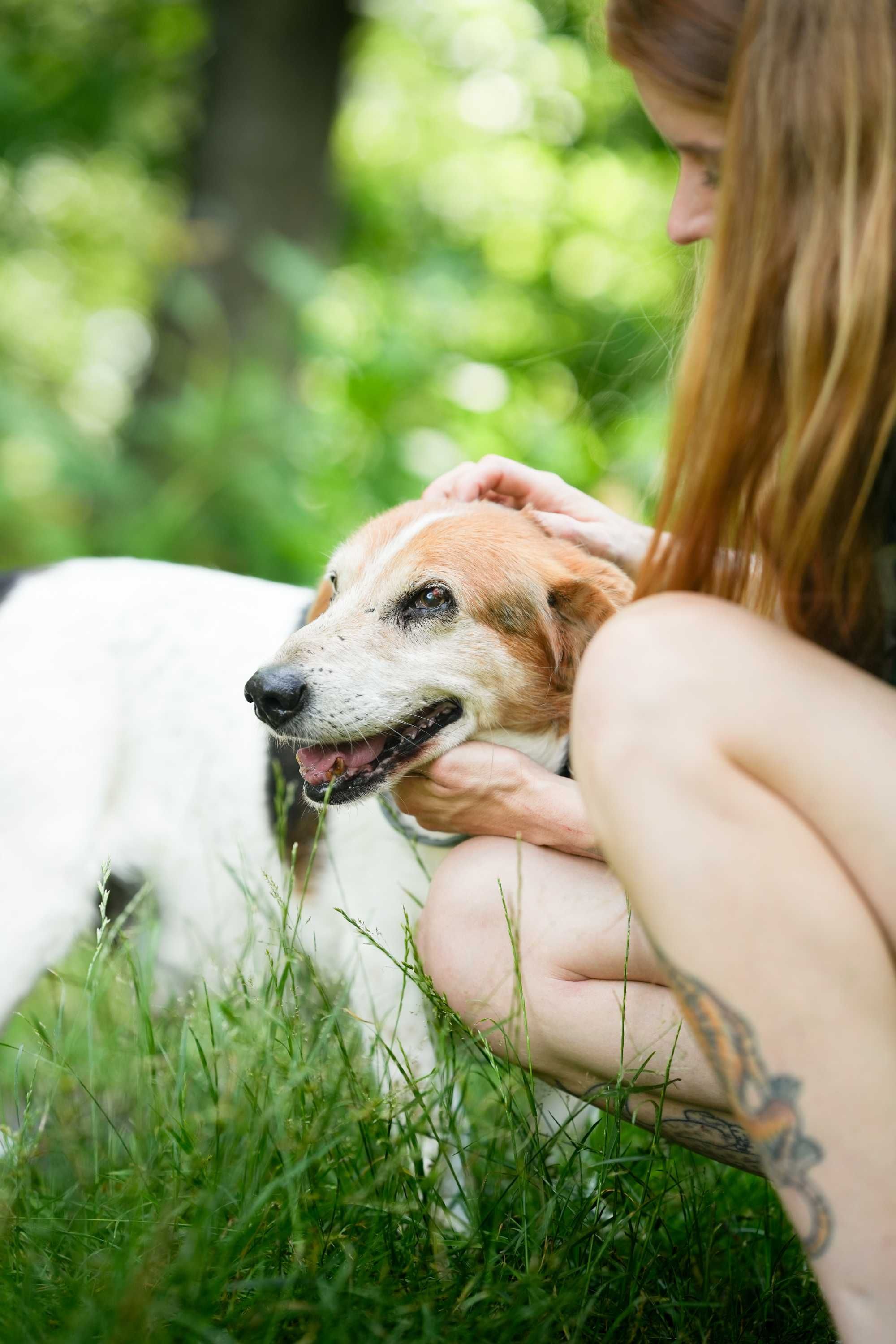 Billy - łagodny i spokojny psi senior do adopcji!