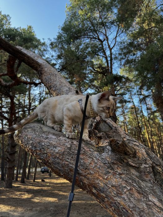 Снежный Бенгальский котенок