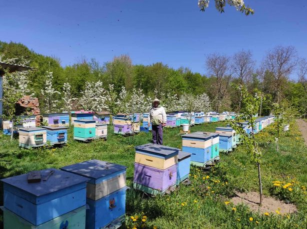 Продам бджолопакети, бджолосім'ї з вуликом Вінницька область