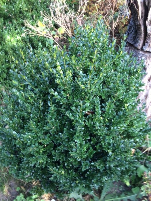 Самшит,висотою 50 см, 1,3 м -1,8 м