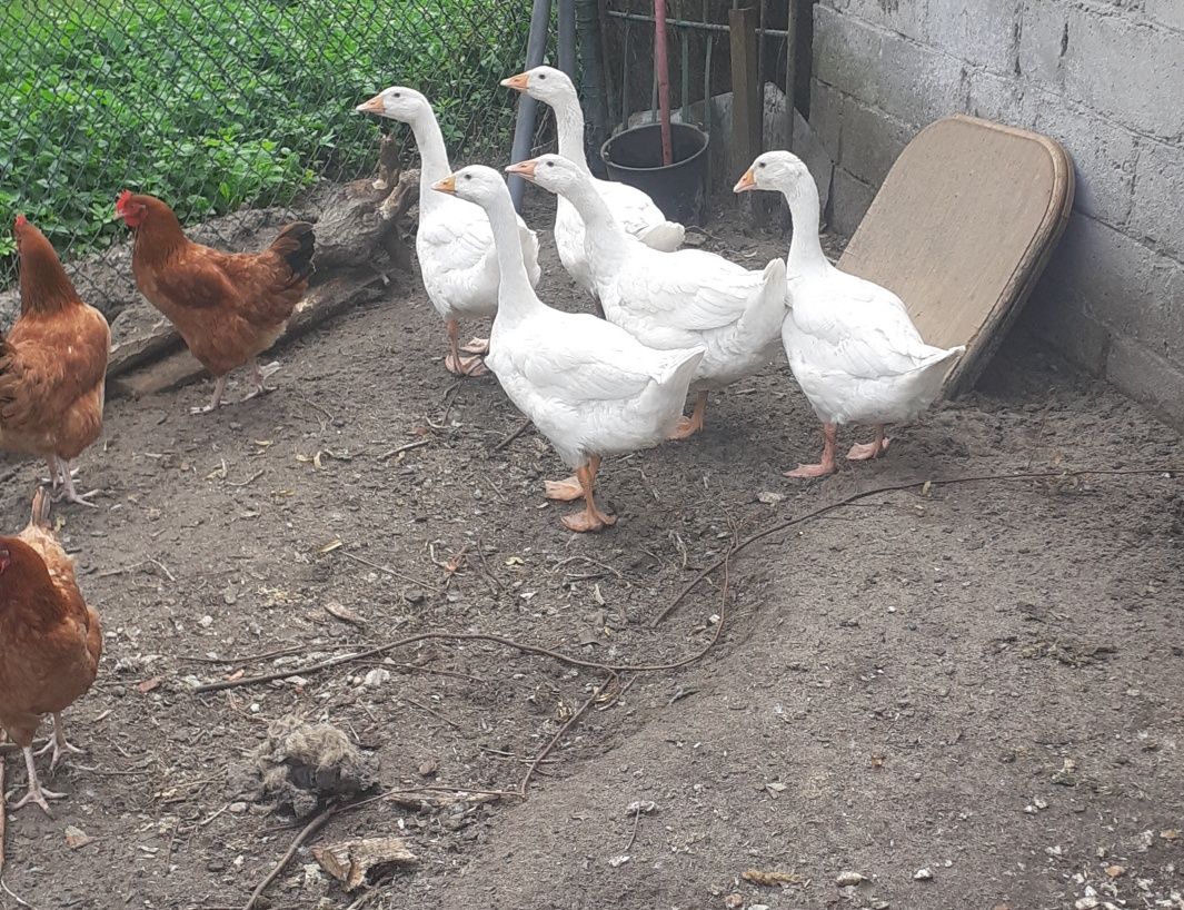 Gęsi  białe sprzedam