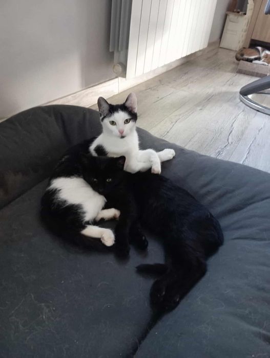 Mała czarna Żarka, 4 miesięczna nieśmiała koteczka