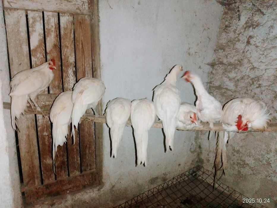 Fênix garnizos raça pura