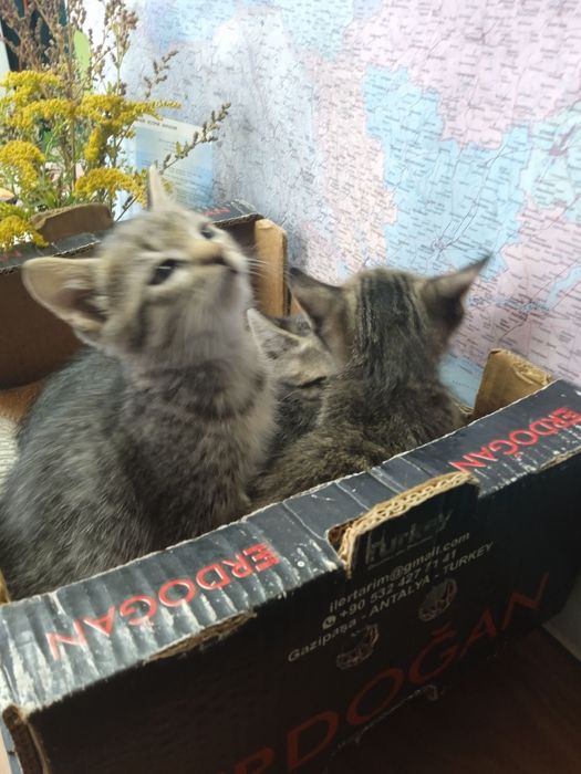 Кошенята, антистрес у дбайливі руки.