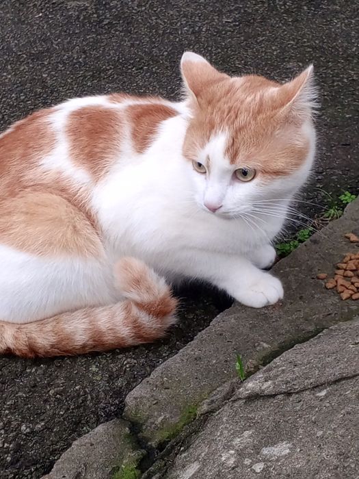 Знайдено кота білий з рудим
