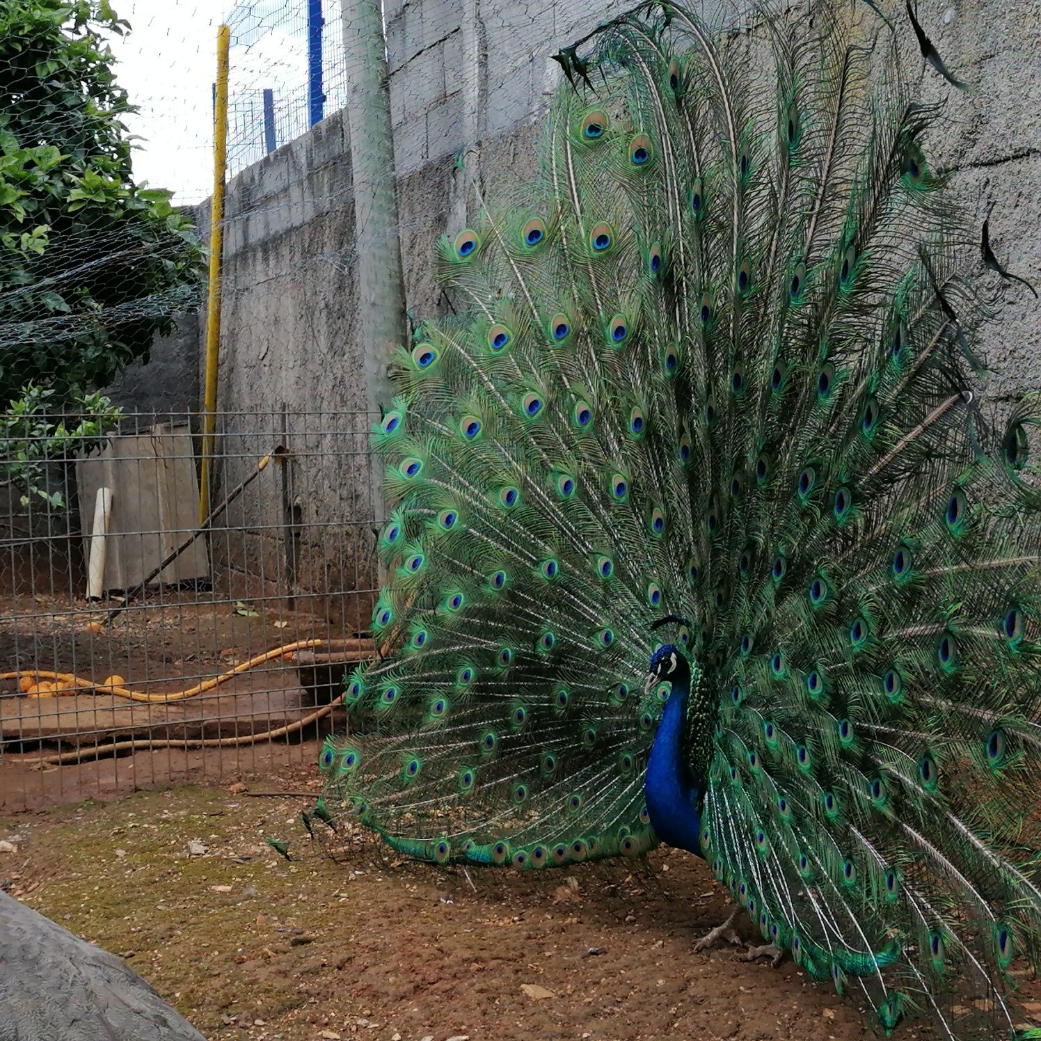 Pavões Azul Real