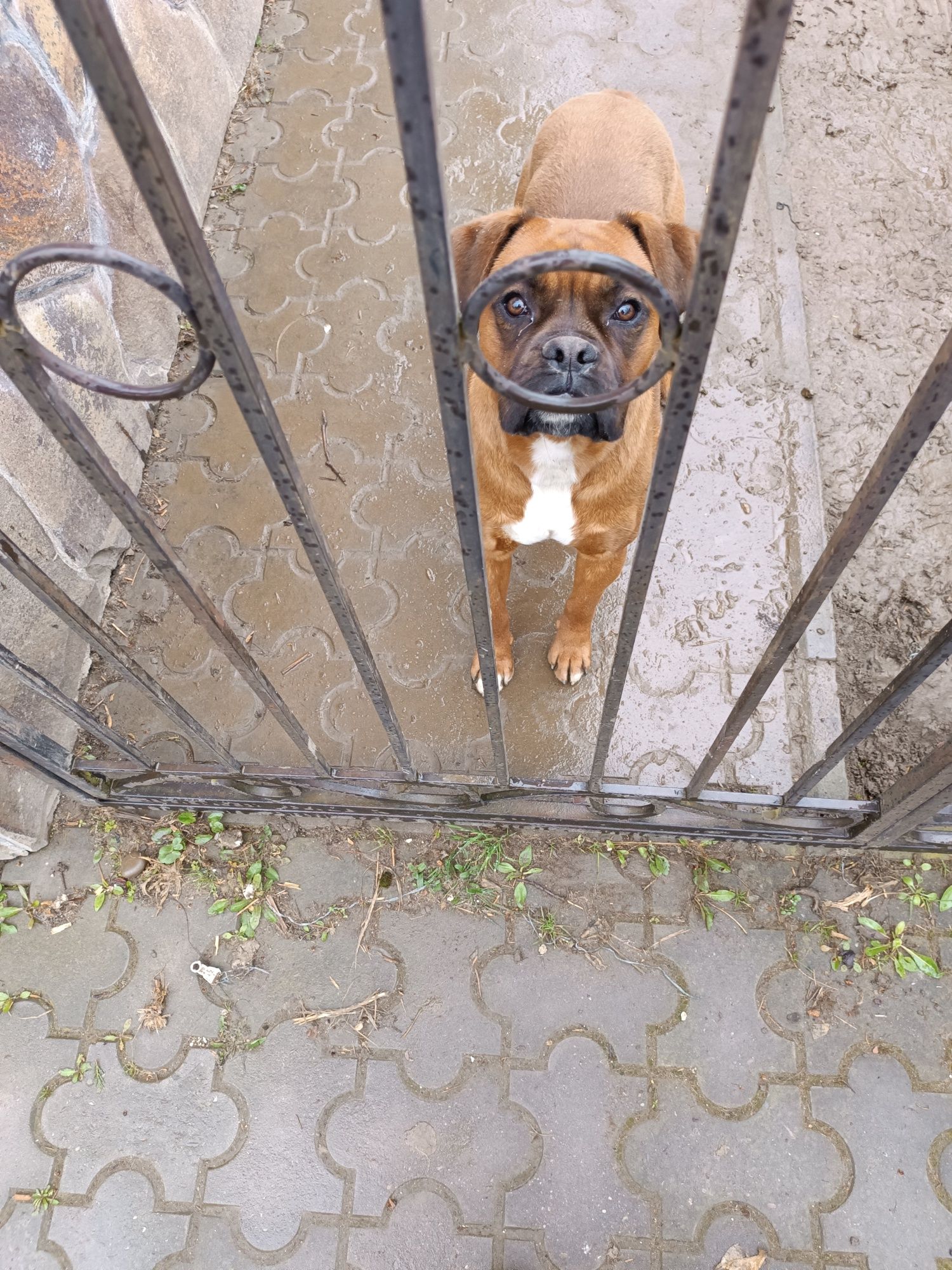 Продам собаку німецький боксер