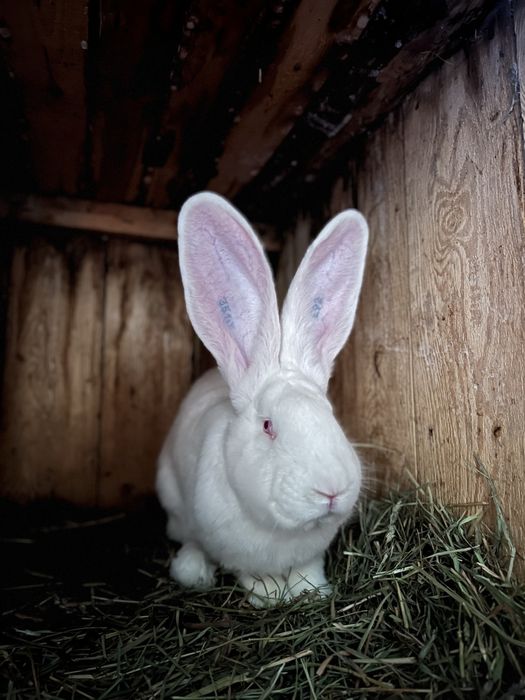 Kroliki Belgijski Olbrzym Biały