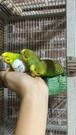 Хвилясті папужки