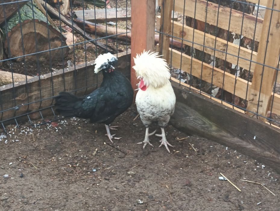 Kurki czubatki młode