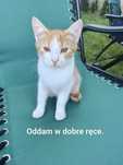 Oddam trzy młode kotki