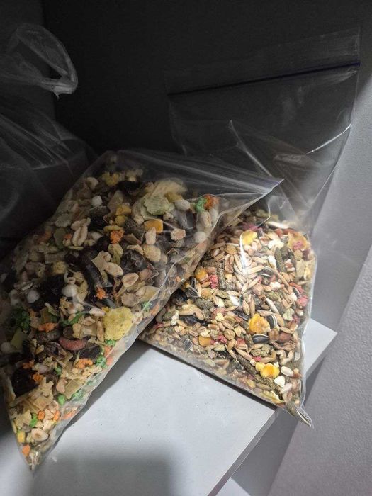 Бесплатно Крыса полтора месяца с клеткой, кормом, наполнителем