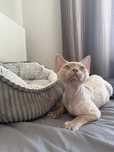 Reproduktor devon rex liliowy